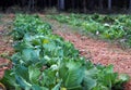 Village healthy life and local eating Ã¢â¬â cabbage bed